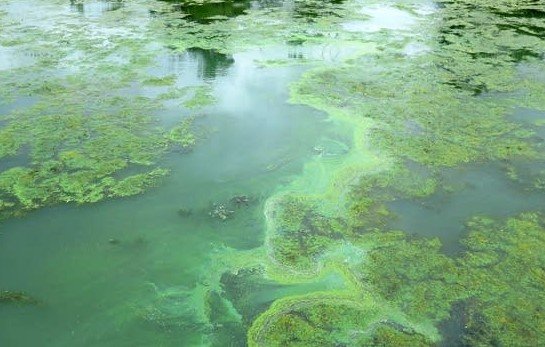 stories/toxic-algae.jpg